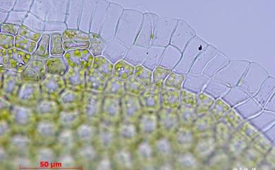 Cololejeunea planissima 粗齒疣鱗蘚
