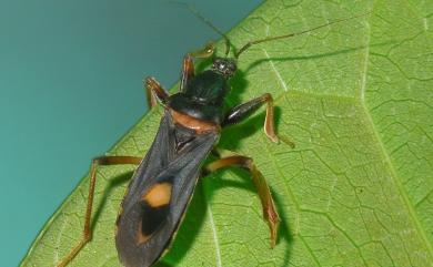 Ectomocoris atrox (Stål, 1855)