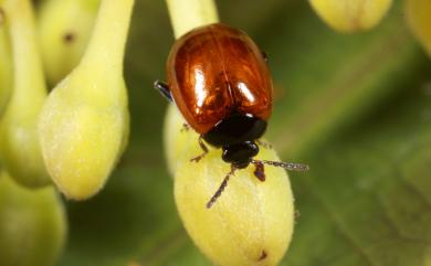 Nonarthra bimaculata Kimoto, 1970 雙斑圓葉蚤