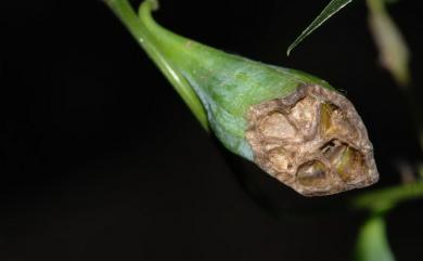 Aristolochia foveolata 蜂窩馬兜鈴