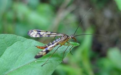 Neopanorpa sauteri (Esben-Petersen, 1912) 紹德新蠍蛉