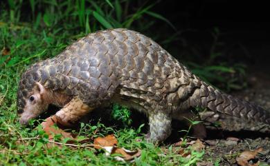 Manis pentadactyla pentadactyla Linnaeus, 1758 穿山甲