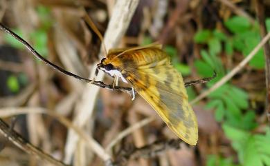 Pachynoa thoosalis Walker, 1859