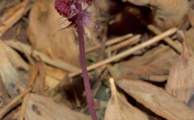 Sciaphila secundiflora 錫蘭霉草