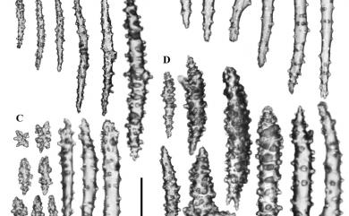 Sarcophyton glaucum (Quoy & Gaimard, 1833) 藍綠肉質軟珊瑚