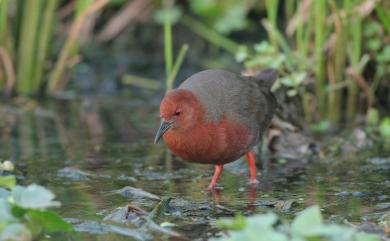 Zapornia fusca erythrothorax 緋秧雞