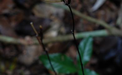 Lecanorchis multiflora var. multiflora 三裂皿蘭