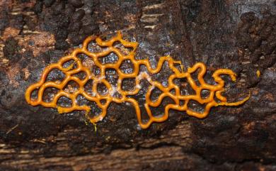 Hemitrichia serpula (Scop.) Rost. 蛇形半網黏菌