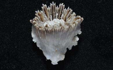 Caryophyllia spinicarens (Moseley, 1881) 多棘葵珊瑚