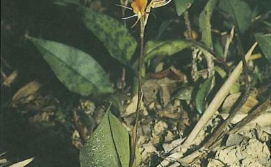 Cryptostylis taiwaniana Masam. 蓬萊隱柱蘭