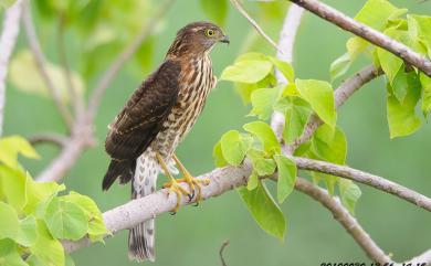 Accipiter virgatus fuscipectus Mees, 1970 松雀鷹(台灣特有亞種)