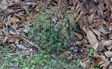 Euphorbia graminea Jacq. 禾葉大戟