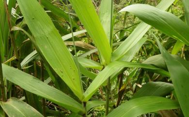 Thysanolaena latifolia 棕葉蘆