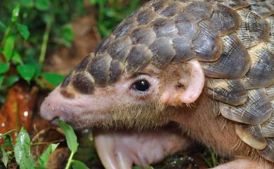 Manis pentadactyla pentadactyla Linnaeus, 1758 穿山甲