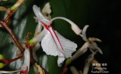 Alpinia intermedia Gagnep. 山月桃