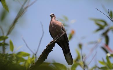 Spilopelia chinensis (Scopoli, 1786) 珠頸斑鳩