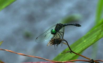 Nannophyopsis clara (Needham, 1930) 漆黑蜻蜓