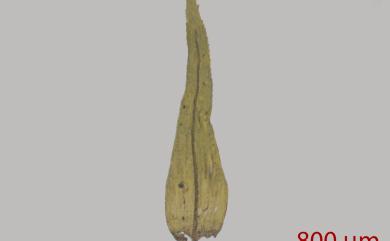 Pterobryon arbuscula Mitt., 1891 樹形大蕨苔