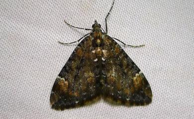 Dysstroma fumata (Bastelberger, 1911)
