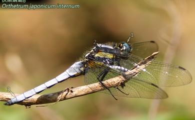 Orthetrum japonicum internum McLachlan, 1894 扶桑蜻蜓