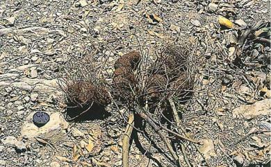 Dioscorea matsudae Hayata 裏白葉薯榔