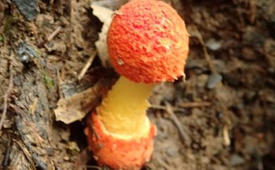 Amanita rubrovolvata Imai 紅鵝膏菌