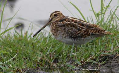 Gallinago gallinago (Linnaeus, 1758) 田鷸