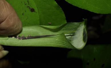 Arisaema nanjenense 南仁山天南星