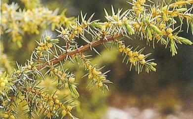 Juniperus formosana var. formosana 刺柏