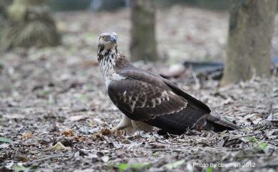 Pernis ptilorhynchus orientalis (Temminck, 1821) 東方蜂鷹