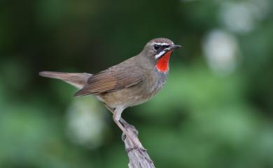 Calliope calliope camtschatkensis (Gmelin, 1789) 野鴝(勘察加亞種)