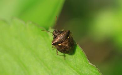 Eysarcoris guttigerus (Thunberg, 1783) 圓白星椿象