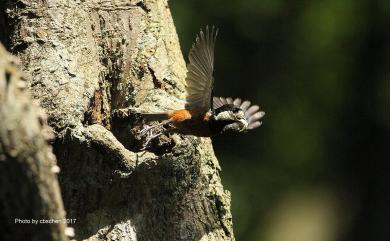 Sittiparus castaneoventris Gould, 1862 赤腹山雀