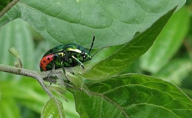 Lamprocoris lateralis (Guérin-Méneville, 1838) 紅緣亮盾蝽