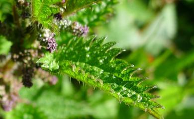 Urtica taiwaniana 臺灣蕁麻