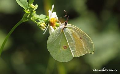 Gonepteryx amintha formosana 圓翅鉤粉蝶