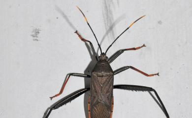 Notobitus meleagris (Fabricius, 1787) 黑竹緣蝽