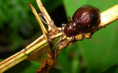 Apterogaleruca hirtihumeralis Chujo, 1962 條背缺翅螢金花蟲