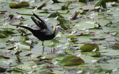 Hydrophasianus chirurgus (Scopoli, 1786) 水雉