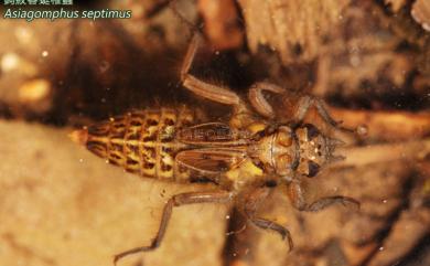 Asiagomphus septimus (Needham, 1930) 鈎紋春蜓