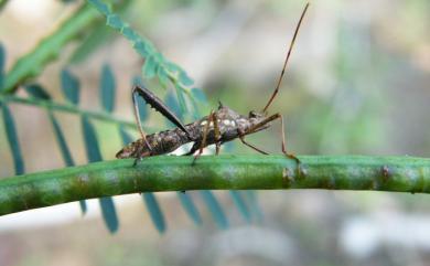 Riptortus pedestris (Fabricius, 1775) 點蜂緣蝽