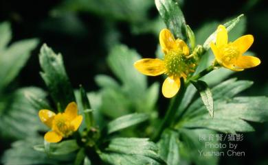 Ranunculus cantoniensis 禺毛茛