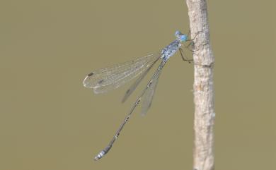 Lestes praemorsus decipiens Körby, 1893 隱紋絲蟌