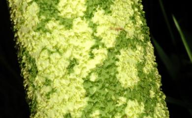 Amorphophallus paeoniifolius (Dennst.) Nicolson 疣柄魔芋