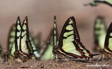 Graphium cloanthus kuge (Fruhstorfer, 1908) 寬帶青鳳蝶