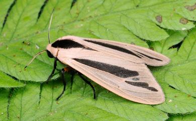 Creatonotos gangis (Linnaeus, 1763) 黑條灰燈蛾