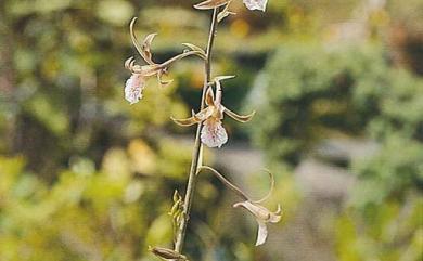 Eulophia graminea Lindl. 禾草芋蘭