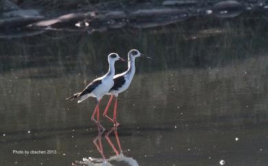 Himantopus himantopus (Linnaeus, 1758) 高蹺鴴