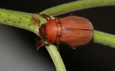 Hilyotrogus formosanus (Niijima & Kinoshita, 1927) 臺灣樺金龜