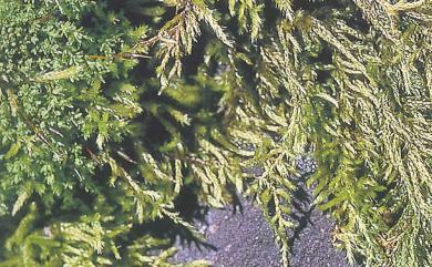 Okamuraea hakoniensis 摺苔